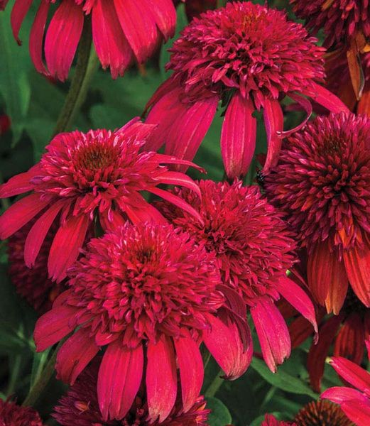 Echinacea purpurea 'Sombrero Double Cranberry' 